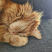 Zÿn a rejoint le concours — aidez-le/la à gagner de superbes lots ! cat, orange_cat, sleeping, fluffy, long_hair, pet, animal, whiskers, pink_nose, closed_eyes, relaxed, cozy, couch, sofa, indoor, close_up, fur, resting, cute, nap