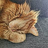cat, orange_cat, sleeping, fluffy, long_hair, pet, animal, whiskers, pink_nose, closed_eyes, relaxed, cozy, couch, sofa, indoor, close_up, fur, resting, cute, nap