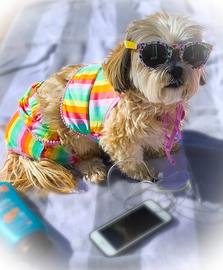 London joined the competition — help win amazing prizes! carnivore, collar, communication_device, companion_dog, dog, dog_breed, dog_clothes, dog_collar, dog_supply, eyewear, fashion_accessory, fawn, fur, liver, pet_supply, small_terrier, snout, sporting_group, toy_dog, working_animal