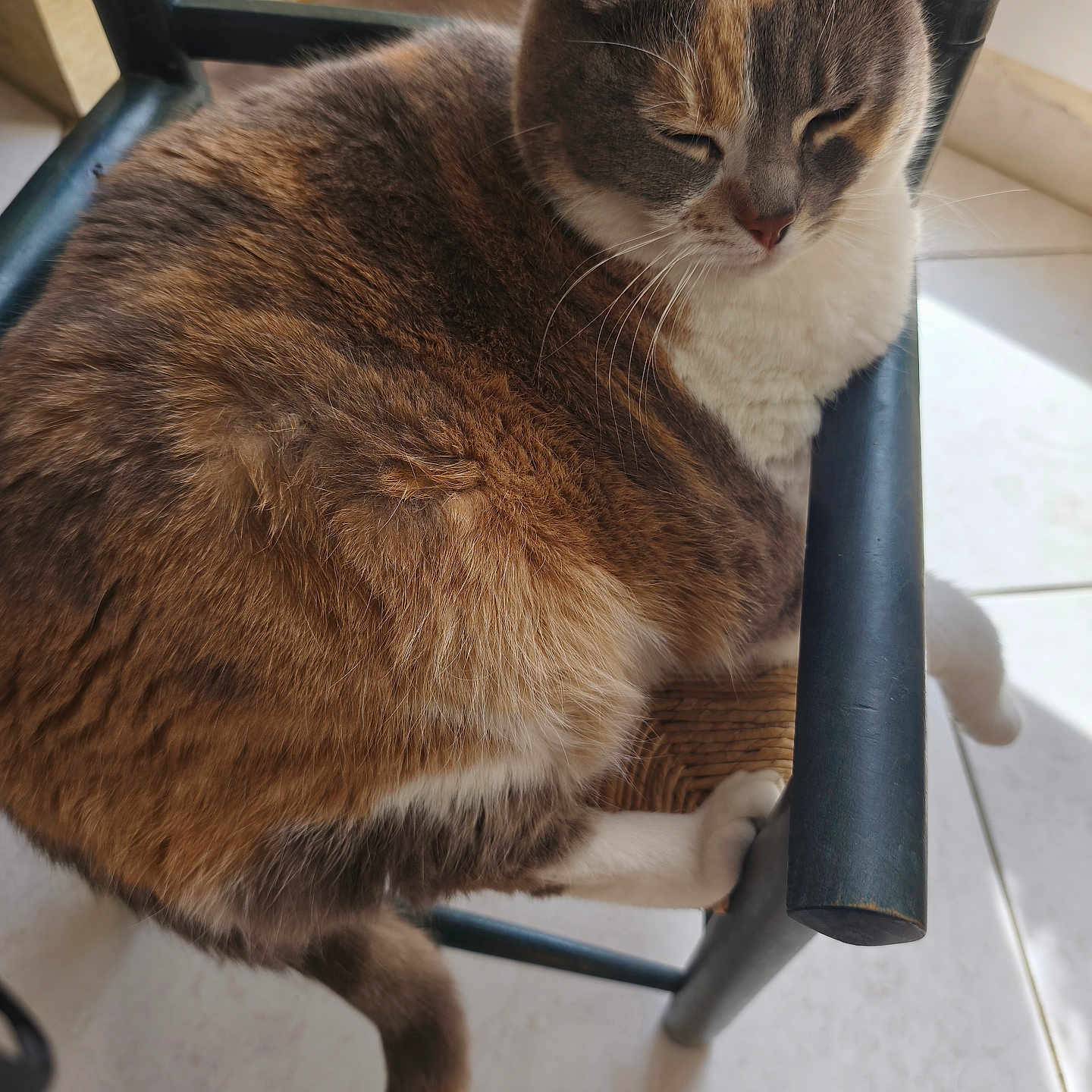 Poupie participe au concours pour gagner de l'argent avec cette photo : animal, cat, chair, close_up, cozy, cute, domestic_animal, feline, floor, fur, indoor, paws, pet, relaxing, resting, sunlight, tail, tile, whiskers, wicker