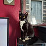 black_and_white, cat, decor, directv_box, domestic, electronics, feline, fur, heart, household, indoor, pet, plaque, portrait, red_wall, sitting, wall_art, whiskers, wooden_table, yellow_eyes