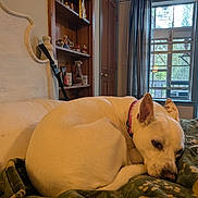 Mercy is registered to the contest to win money with this photo: dog, white_dog, blanket, indoor, window, curtains, wooden_shelf, decorations, ribbons, door, furniture, pet, cozy, resting, fur, collar, sleepy, home, animal, relaxing