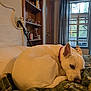 dog, white_dog, blanket, indoor, window, curtains, wooden_shelf, decorations, ribbons, door, furniture, pet, cozy, resting, fur, collar, sleepy, home, animal, relaxing