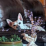 dog, leather_couch, indoor, plant, flower_vase, wooden_wall, relaxed, pet, brown, green_plant, purple_flowers, decor, furniture, cozy, domestic, house, animal, resting, living_room, table