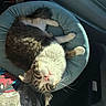 Pickles joined the competition — help win amazing prizes! cat, pet, sleeping, relaxed, upside_down, animal, furry, whiskers, white_fur, tabby, pink_nose, paws, plush_bed, car_interior, sunlight, cozy, lounging, portrait, close_up, cute