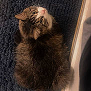Pickles joined the competition — help win amazing prizes! cat, tabby_cat, pet, animal, furry, fluffy, whiskers, green_eyes, portrait, close_up, head_tilt, curious, staring, indoors, rug, textured_background, doorway, cozy, brown_fur, white_paws