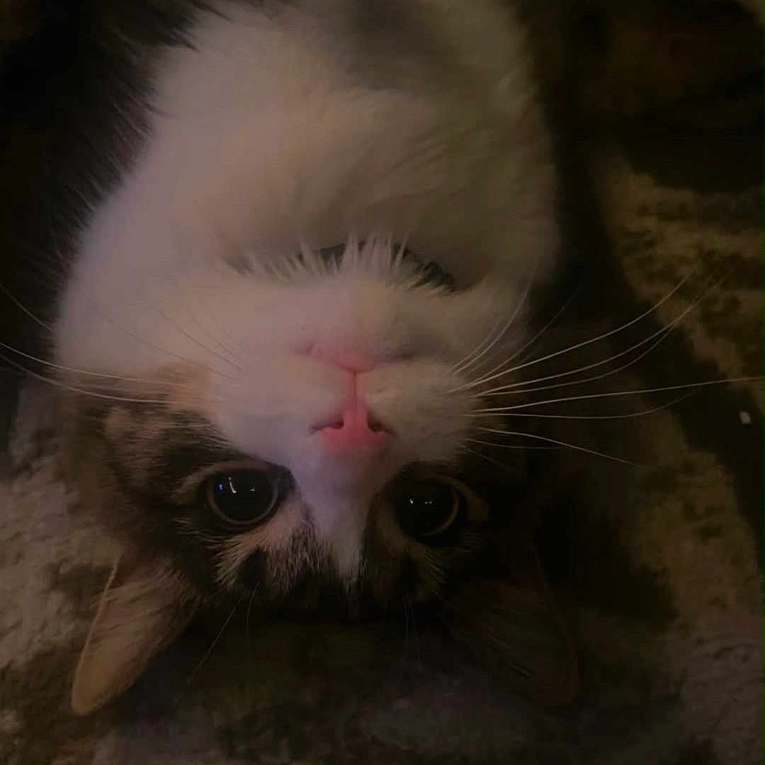 Pickles is registered to the contest to win money with this photo: cat, feline, pet, animal, fluffy, long_hair, white_fur, brown_fur, black_fur, upside_down, lying_down, carpet, indoors, closeup, portrait, whiskers, eyes, pink_nose, tongue, funny