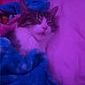 Pickles is registered to the contest to win money with this photo: cat, tabby_cat, sleeping, bed, blanket, pillow, bedroom, indoor, pet, feline, white_fur, striped_fur, closed_eyes, relaxed, cozy, purple_lighting, blue_blanket, portrait, whiskers, cute