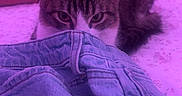 Pickles joined the competition — help win amazing prizes! cat, feline, pet, animal, tabby, white_paws, green_eyes, ears, whiskers, fur, alert, staring, crouching, bedroom, bed, blanket, clothing, jeans, pillows, purple_lighting