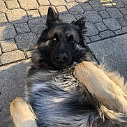 Lola is registered to the contest to win money with this photo: dog, german_shepherd, pet, animal, fur, pavement, outdoor, sunlight, shadow, hand, belly_rub, relaxed, cute, portrait, canine, companion, friendly, playful, mammal, domestic
