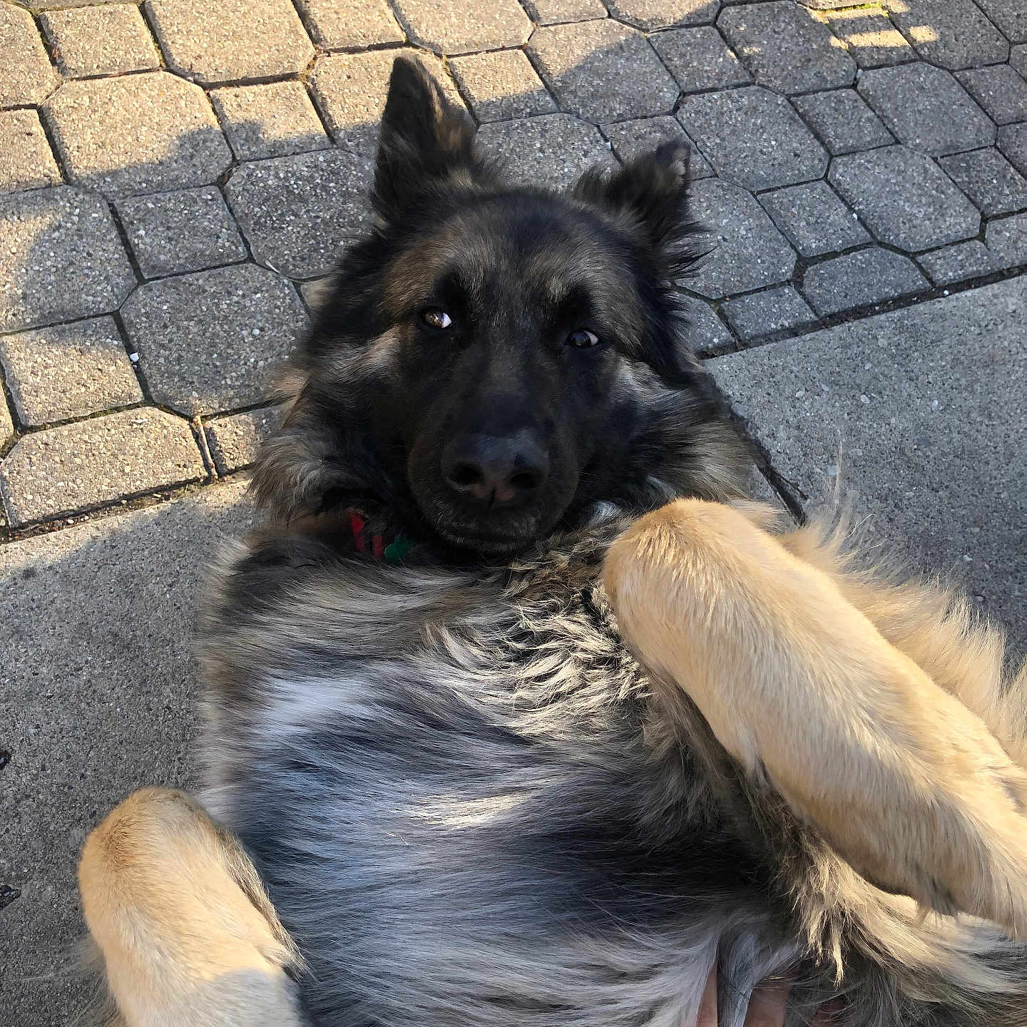 Lola is registered to the contest to win money with this photo: animal, belly_rub, canine, companion, cute, dog, domestic, friendly, fur, german_shepherd, hand, mammal, outdoor, pavement, pet, playful, portrait, relaxed, shadow, sunlight