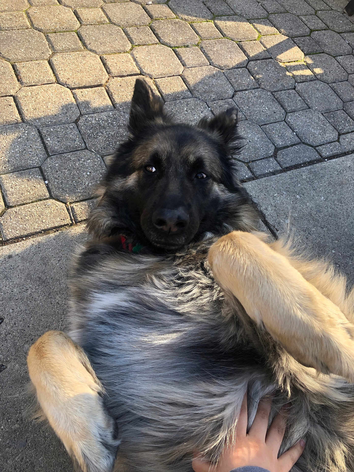 Lola is registered to the contest to win money with this photo: dog, german_shepherd, pet, animal, fur, pavement, outdoor, sunlight, shadow, hand, belly_rub, relaxed, cute, portrait, canine, companion, friendly, playful, mammal, domestic