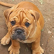 Aska a rejoint le concours — aidez-le/la à gagner de superbes lots ! adorable, animal, brown, canine, cute, dirt, dog, ears, face, fur, looking_up, nature, outdoor, paw, pet, puppy, sitting, tail, wrinkles, young