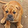 adorable, animal, brown, canine, cute, dirt, dog, ears, face, fur, looking_up, nature, outdoor, paw, pet, puppy, sitting, tail, wrinkles, young