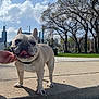 french_bulldog, dog, pet, tongue_out, skyline, city, trees, park, sidewalk, concrete, human_hand, collar, ears, grass, buildings, cloudy_sky, cute, outdoor, paws, smiling_dog