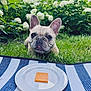Valentino joined the competition — help win amazing prizes! french_bulldog, dog, pet, cheese, plate, picnic_blanket, grass, flowers, hydrangea, ears, eyes, tongue, close_up, portrait, backyard, outdoor, greenery, lawn, curious, playful