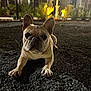 Valentino is registered to the contest to win money with this photo: dog, french_bulldog, pet, animal, night, outdoor, gravel, pavement, building, lights, tree, ears, paws, face, portrait, low_angle, front_view, texture, shadow, residential_area