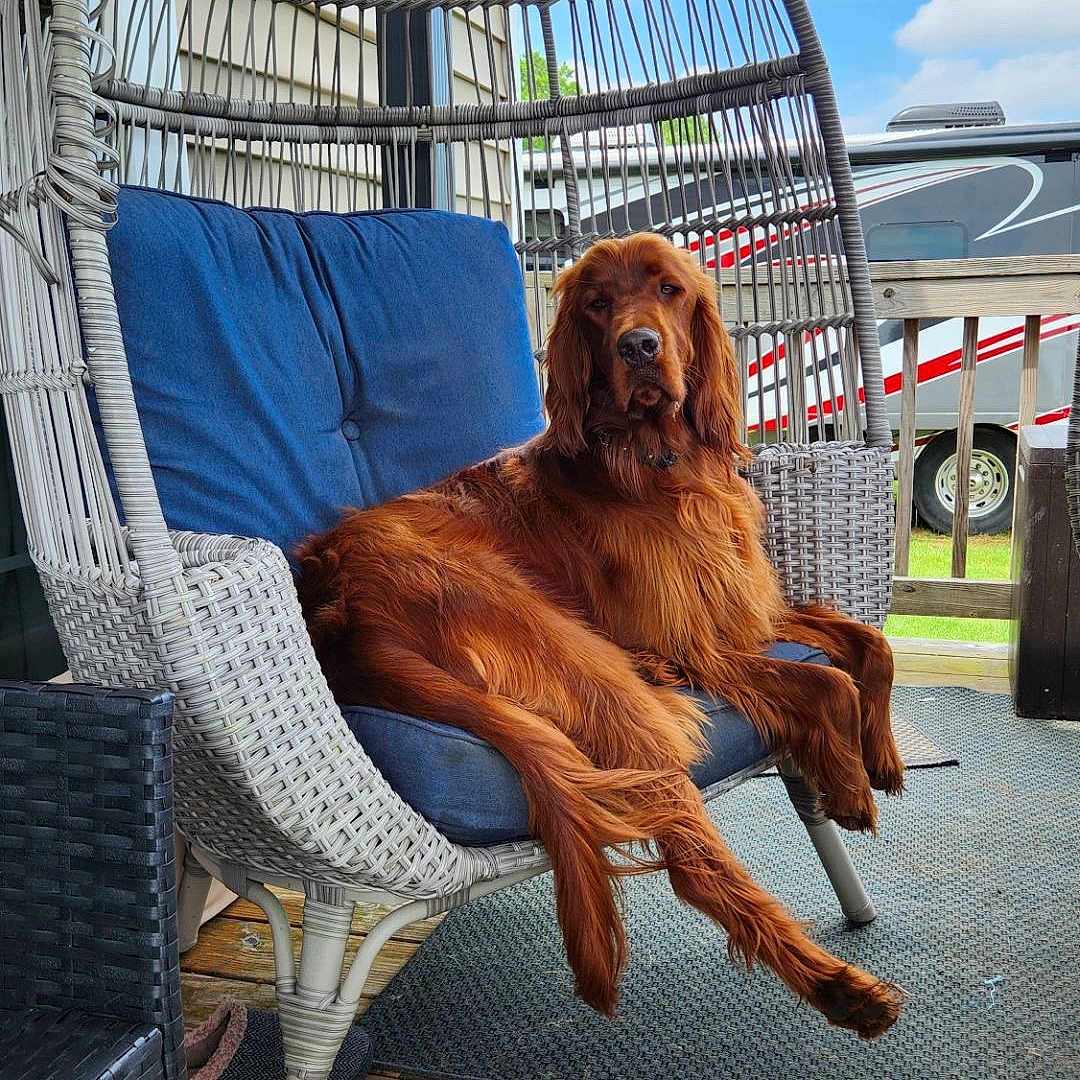 Theodore Jameson is registered to the contest to win money with this photo: animal, blue_cushion, canine, daytime, dog, furry, irish_setter, leisure, outdoor, pet, porch, railing, red_coat, relaxed, resting, seat, sky, vehicle, wicker_chair, wooden_floor