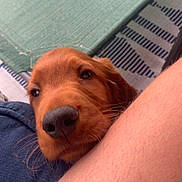 Theodore Jameson joined the competition — help win amazing prizes! puppy, dog, golden_retriever, close_up, outdoor, leg, person, fabric, chair, mat, curious, resting, pet, animal, brown, cute, snout, whiskers, fur, casual