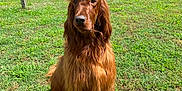 Theodore Jameson joined the competition — help win amazing prizes! dog, irish_setter, grass, outdoor, house, porch, sunlight, pet, canine, fence, yard, animal, mammal, sitting, daylight, shadow, fur, nature, backyard, calm