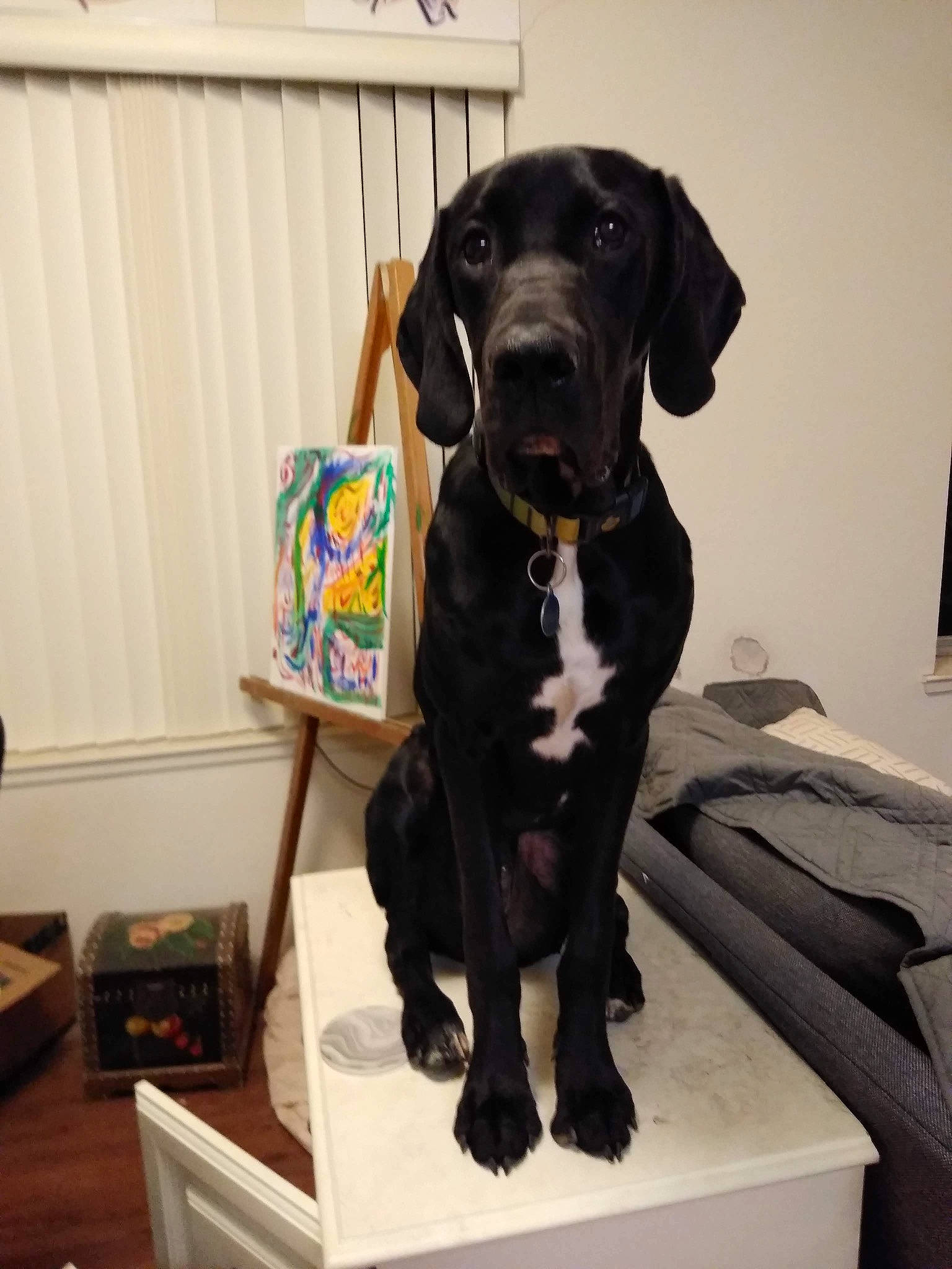 Onyx joined the competition — help win amazing prizes! borador, canidae, carnivore, chair, collar, companion_dog, dog, dog_breed, dog_collar, fawn, fur, guard_dog, gun_dog, pet_supply, retriever, sculpture, snout, sporting_group, working_animal, working_dog