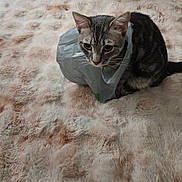 Grayson is registered to the contest to win money with this photo: cat, animal, pet, plastic_bag, blanket, fur_texture, indoor, curious, gray_cat, striped, whiskers, ears, tail, closeup, sitting, feline, domestic_animal, soft, cozy, looking