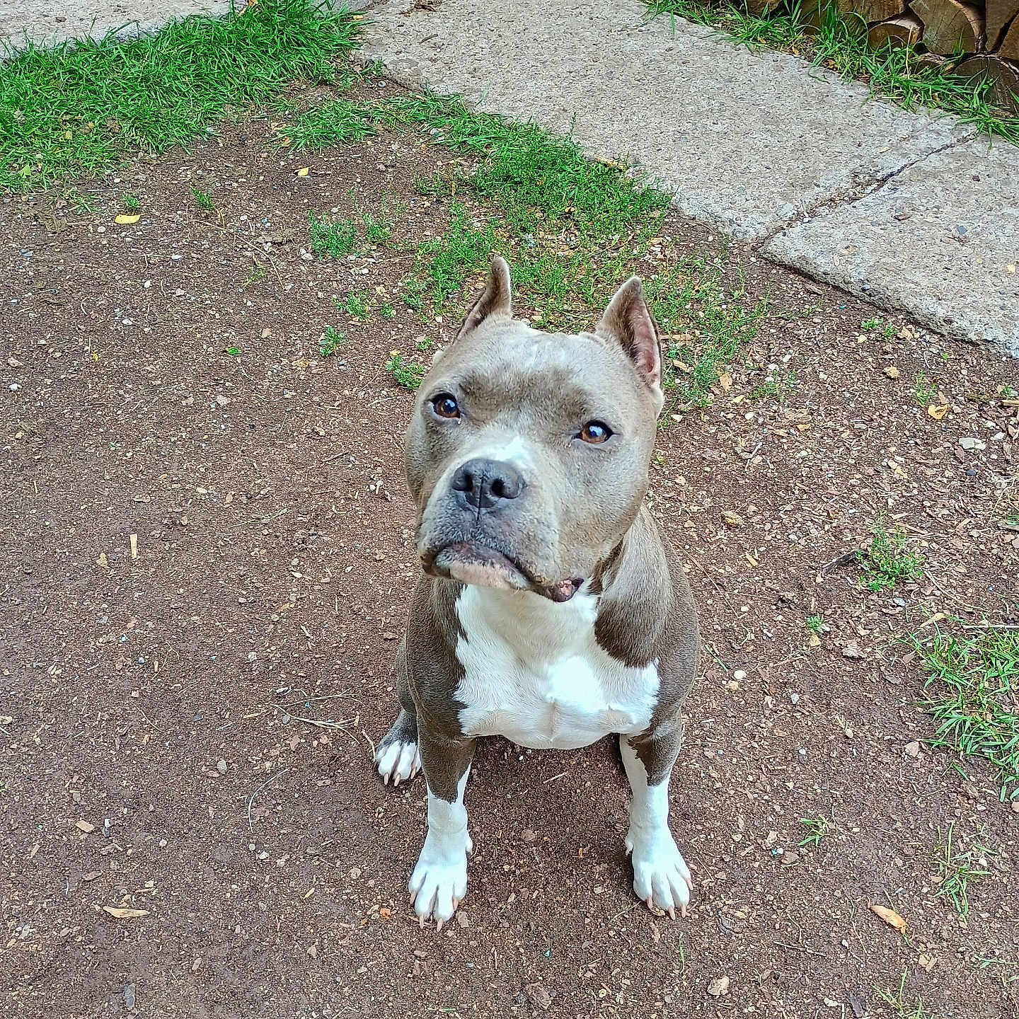 Sidney joined the competition — help win amazing prizes! animal, backyard, boxer, bulldog, canine, dog, flagstone, frenchbulldog, grass, leaf, path, pet, pitbull, plant, puppy, rock, sidewalk, slate, soil, walkway