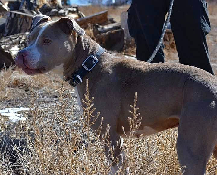 Adam is registered to the contest to win money with this photo: carnivore, collar, companion_dog, dog, dog_breed, dog_collar, dog_supply, fur, grass, hunting_dog, leash, non_sporting_group, pet_supply, rampur_greyhound, soil, tail, terrestrial_animal, whiskers, working_animal, working_dog