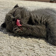 Leo a rejoint le concours — aidez-le/la à gagner de superbes lots ! cat, kitten, grey_cat, licking, tongue, paw, paw_pads, fur, carpet, sleeping, cute, close_up, pet, feline, whiskers, relaxed, cozy, indoor, mammal, nap