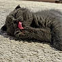cat, kitten, grey_cat, licking, tongue, paw, paw_pads, fur, carpet, sleeping, cute, close_up, pet, feline, whiskers, relaxed, cozy, indoor, mammal, nap