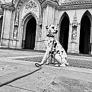 Volt participe au concours pour gagner de l'argent avec cette photo : dalmatian, dog, animal, pet, black_and_white, architecture, cathedral, gothic, stone_pavement, statue, arch, outdoor, leash, sitting, spot, monochrome, building, historic, portrait, quiet