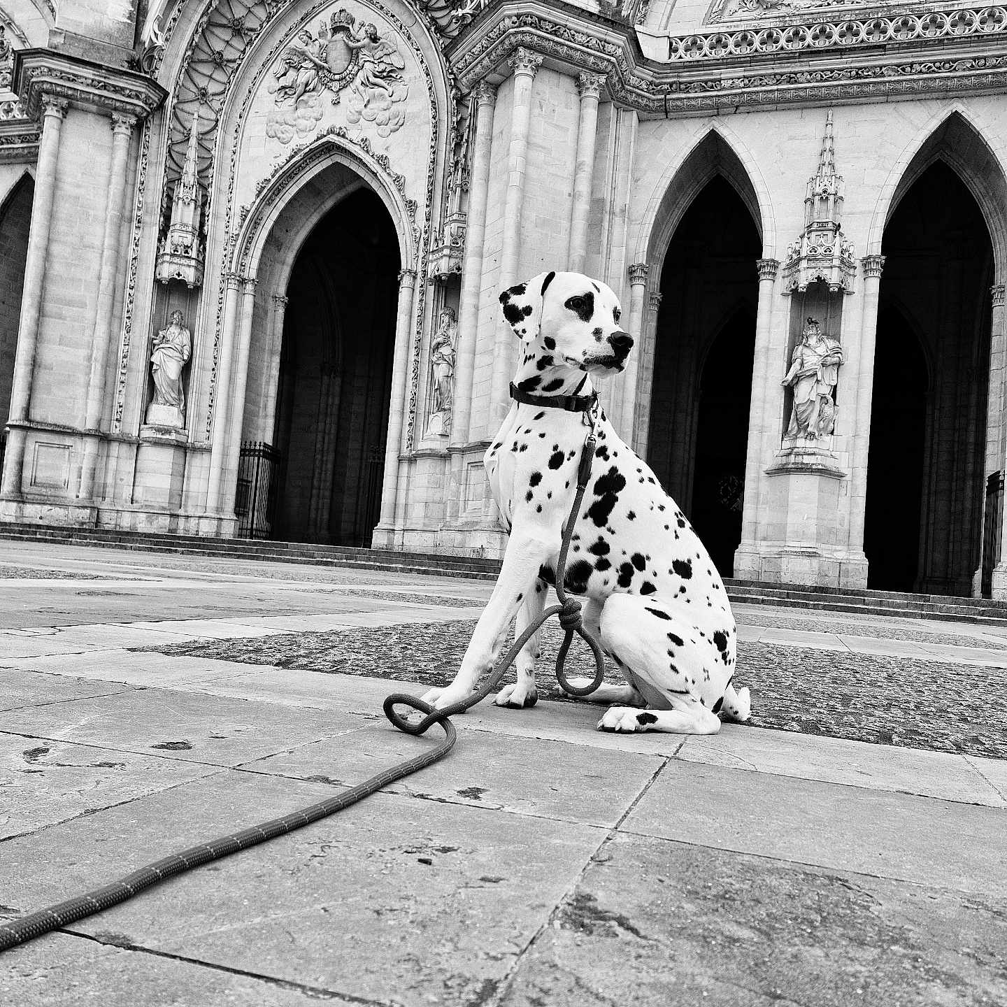 Volt participe au concours pour gagner de l'argent avec cette photo : dalmatian, dog, animal, pet, black_and_white, architecture, cathedral, gothic, stone_pavement, statue, arch, outdoor, leash, sitting, spot, monochrome, building, historic, portrait, quiet