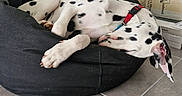 Volt participe au concours pour gagner de l'argent avec cette photo : animal, beanbag, box, canine, dalmatian, dog, dogbed, furniture, pet
