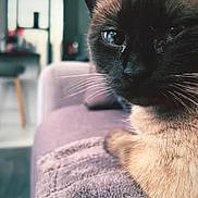 Princesse a rejoint le concours — aidez-le/la à gagner de superbes lots ! animal, blanket, cat, couch, furniture, kitten, manx, pet, siamese, towel