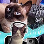 Princesse participe au concours pour gagner de l'argent avec cette photo : animal, cat, computer, computerhardware, dj, electronics, hardware, indoors, kitten, laptop, monitor, pc, person, pet, room, screen, siamese, speaker, stereo, studio