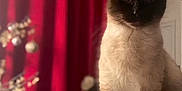 Princesse a rejoint le concours — aidez-le/la à gagner de superbes lots ! animal, cat, kitten, pet, siamese
