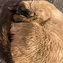 Princesse participe au concours pour gagner de l'argent avec cette photo : angora, animal, blanket, cat, clothing, fur, homedecor, kitten, manx, person, pet, quilt, rabbit, siamese, sleeping