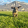 animal, clouds, dachshund, daytime, dog, field, grass, greenery, harness, landscape, leash, mountain, nature, outdoor, pet, playful, puppy, running, sky, sunlight