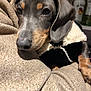 Ernest a rejoint le concours — aidez-le/la à gagner de superbes lots ! dog, puppy, dachshund, close_up, blanket, fleece, coat, indoor, pet, cute, animal, snuggling, brown, black, white, ears, face, fur, warm, cozy