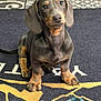 Ernest participe au concours pour gagner de l'argent avec cette photo : dog, puppy, dachshund, pet, animal, cute, sitting, ears, toy, rope_toy, floor, rug, carpet, indoor, tile_floor, black_and_tan, young_dog, looking_up, paw, canine