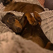 Ernest participe au concours pour gagner de l'argent avec cette photo : animal, black, blanket, brown, cat, companion, cozy, cute, doberman, dog, fur, furniture, indoor, lying_down, pattern, pet, pillow, relaxed, siamese_cat, soft