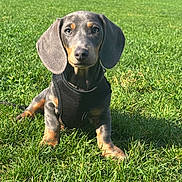Ernest a rejoint le concours — aidez-le/la à gagner de superbes lots ! dog, puppy, dachshund, grass, outdoor, pet, animal, sitting, black_harness, sunlight, greenery, cute, young_dog, ears, fur, nature, daytime, mammal, looking, adorable
