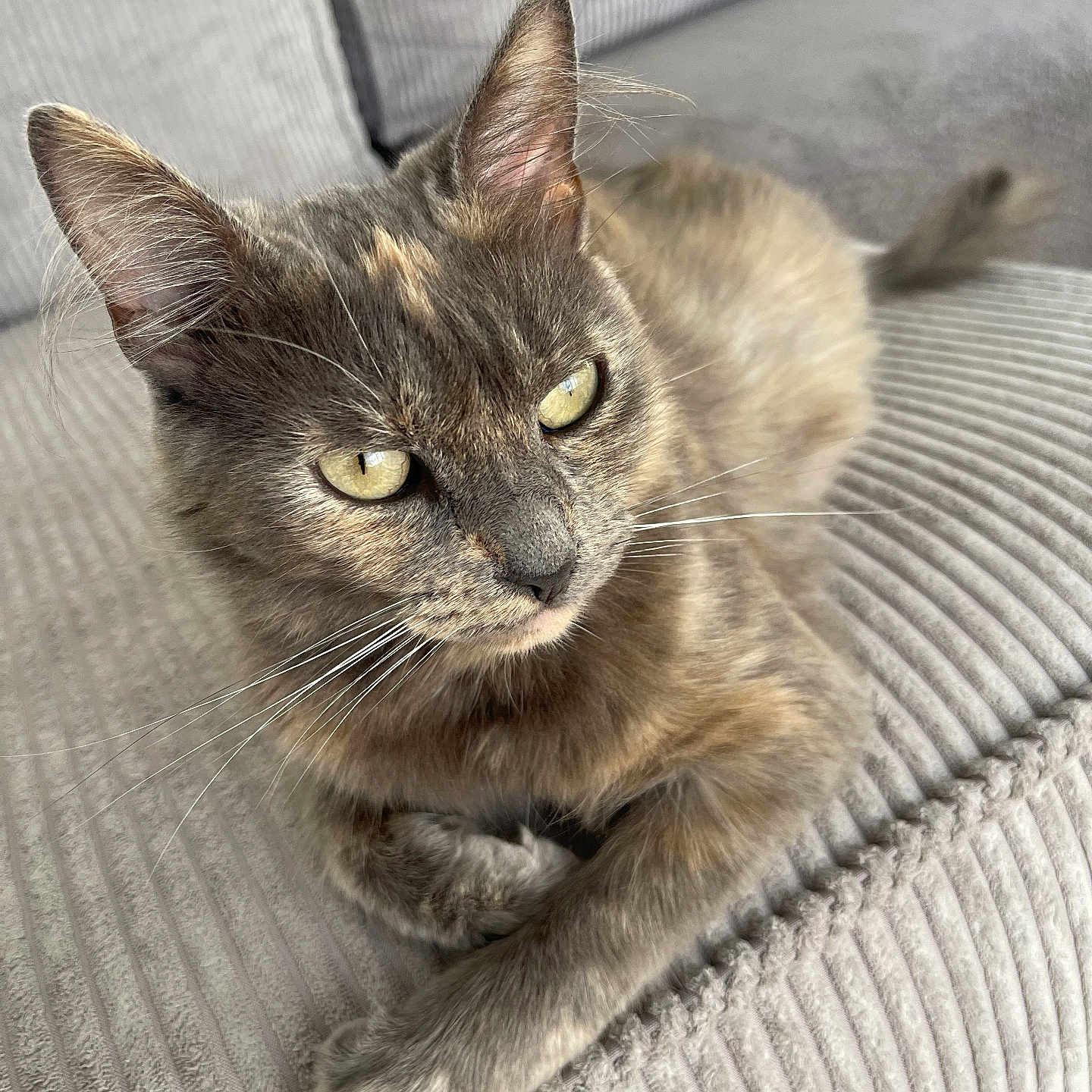 Ruby participe au concours pour gagner de l'argent avec cette photo : animal, cat, closeup, couch, ears, feline, fur, furniture, home, indoor, paws, pet, relaxed, resting, soft, striped, texture, tortoiseshell, whiskers, yellow_eyes