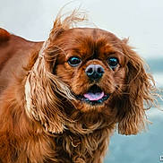 Siam participe au concours pour gagner de l'argent avec cette photo : dog, brown_dog, close_up, fluffy, long_ears, tongue_out, happy, pet, animal, outdoor, blurred_background, bokeh, fur, portrait, canine, friendly, cute, mammal, companion, nature