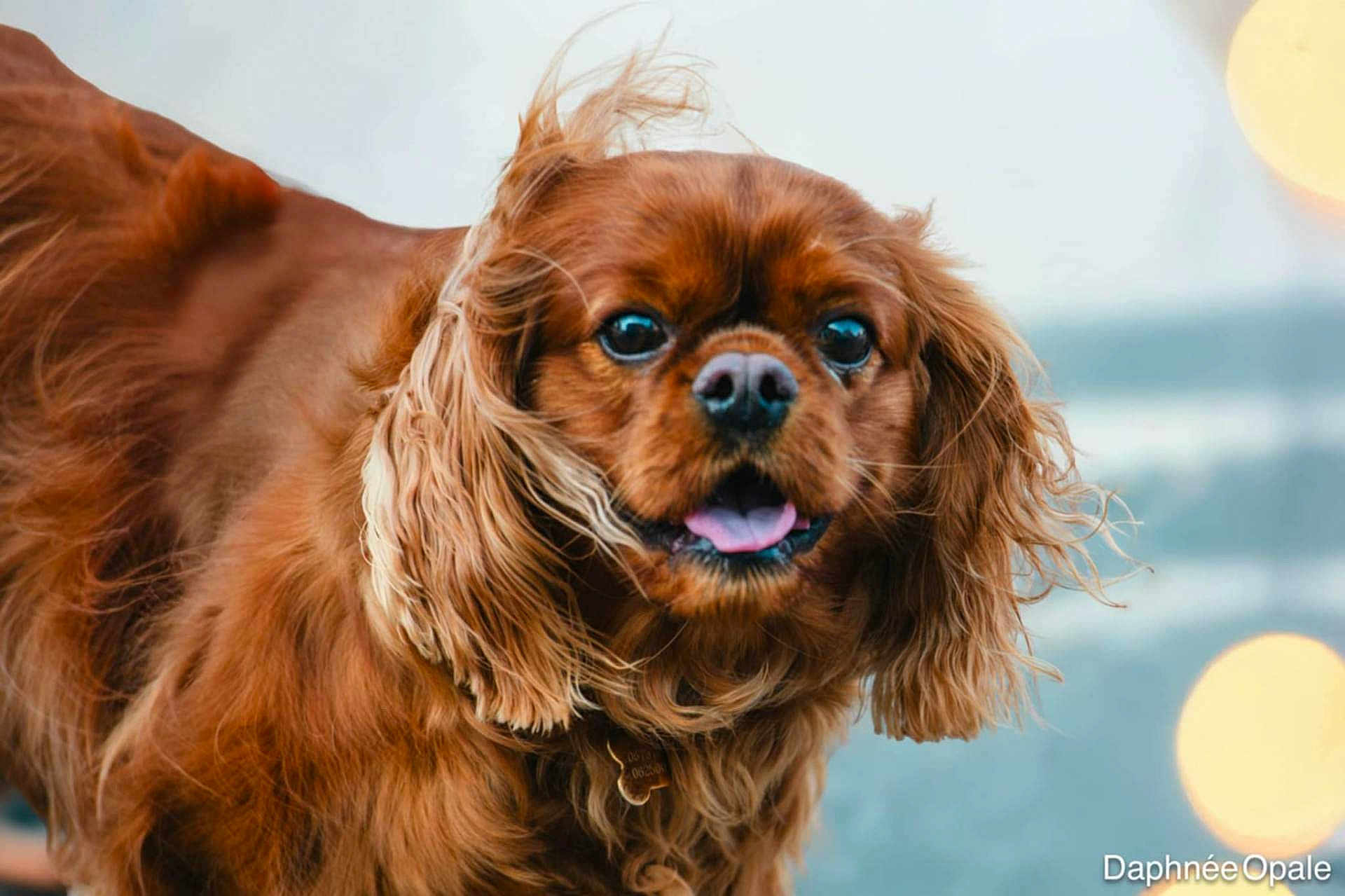Siam participe au concours pour gagner de l'argent avec cette photo : dog, brown_dog, close_up, fluffy, long_ears, tongue_out, happy, pet, animal, outdoor, blurred_background, bokeh, fur, portrait, canine, friendly, cute, mammal, companion, nature