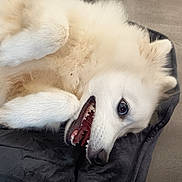 Toshiro participe au concours pour gagner de l'argent avec cette photo : dog, white_dog, fluffy, teeth, playful, lying_down, pet_bed, floor, ears, paws, close_up, canine, cute, happy, animal, indoor, resting, smiling, fur, domestic_animal