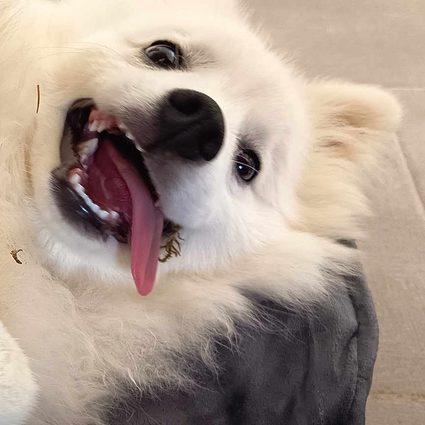 Filou participe au concours pour gagner de l'argent avec cette photo : dog, white_dog, fluffy, tongue_out, happy, pet, animal, canine, lying_down, blanket, indoor, cute, playful, smiling, fur, portrait, closeup, companion, friendly, domestic_animal