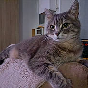 Filou a rejoint le concours — aidez-le/la à gagner de superbes lots ! cat, gray_tabby, lounging, sofa, indoor, furniture, cozy, relaxed, pet, animal, whiskers, ears, fur, home, living_room, curious, calm, domestic_cat, resting, soft_lighting