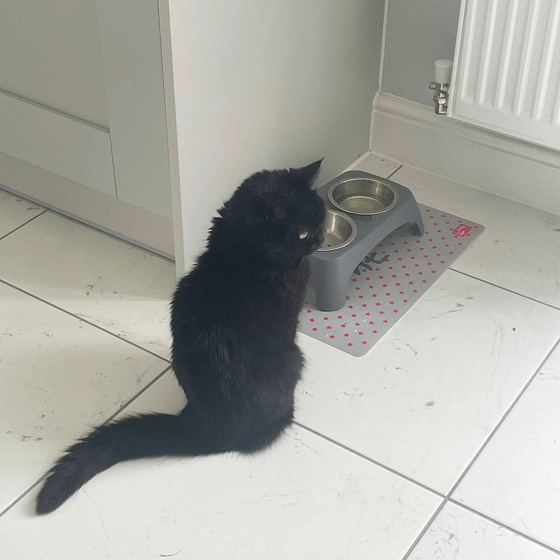 Tilly is registered to the contest to win money with this photo: abyssinian, angora, animal, architecture, bathroom, blackcat, canine, cat, dog, fountain, indoors, interiordesign, kitten, manx, pet, room, slate, tile, toilet, water