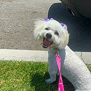 Kali joined the competition — help win amazing prizes! animal, canine, car, companion, cute, dog, ears, grass, happy, leash, outdoor, panting, pavement, pet, pink_leash, purple_bows, sidewalk, small_dog, sunny, white_dog